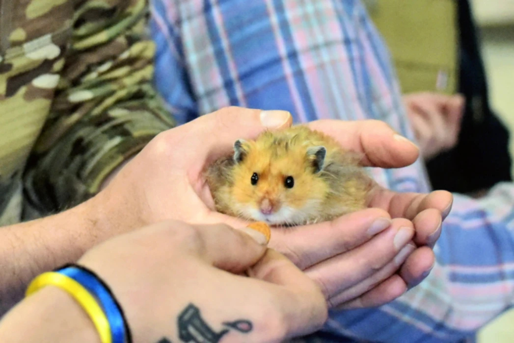 У Києві ветерани проходили зоотерапію з пацюками, тхорами та хом’яками