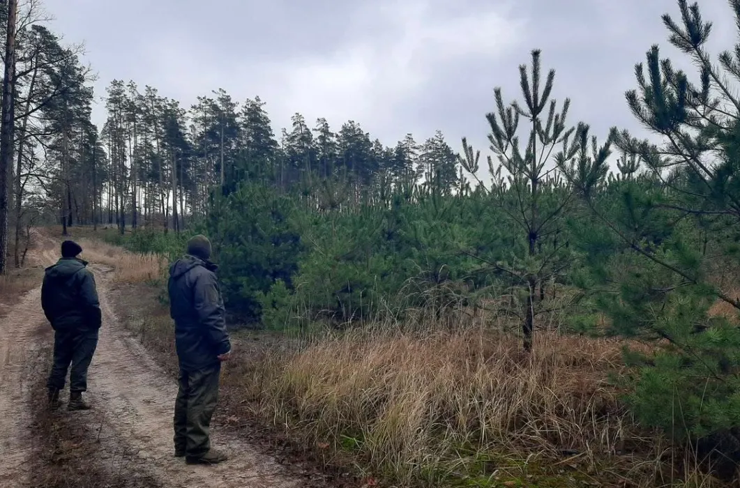 Перед святами в лісах Києва посилили патрулювання: лісники шукають незаконні рубки хвойних