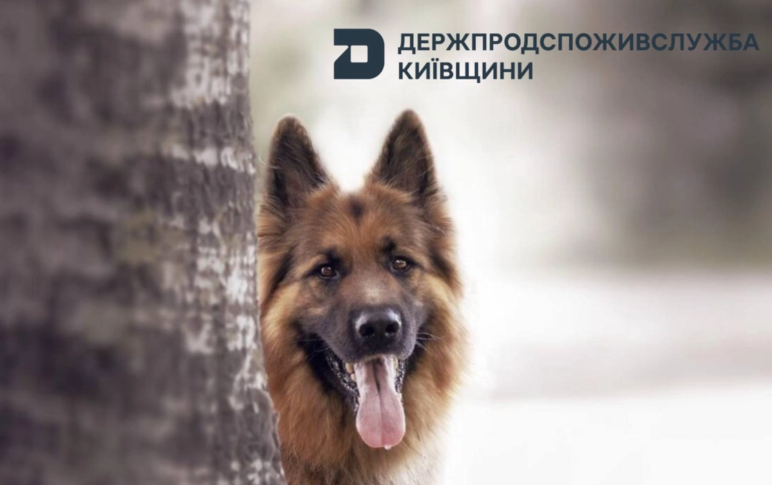 Масова імунізація на Київщині: ветеринари щеплюють тисячі тварин від смертельної інфекції